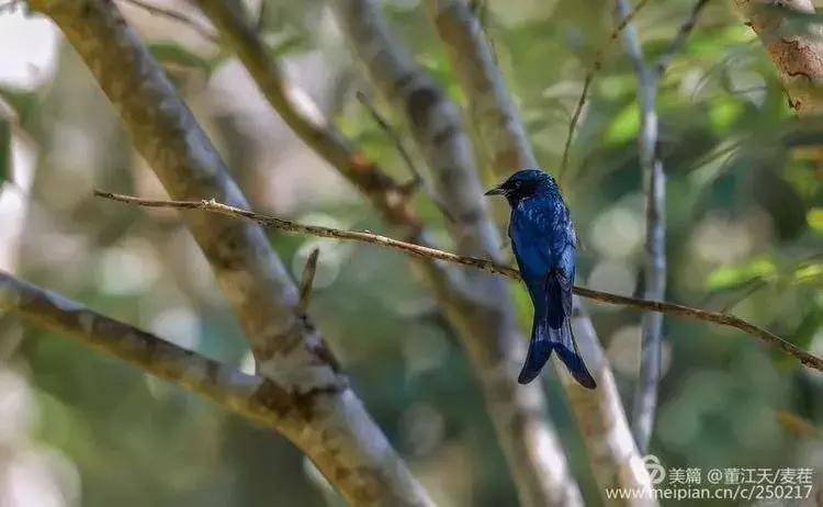 滇西拍鸟攻略,滇西观鸟的图片
