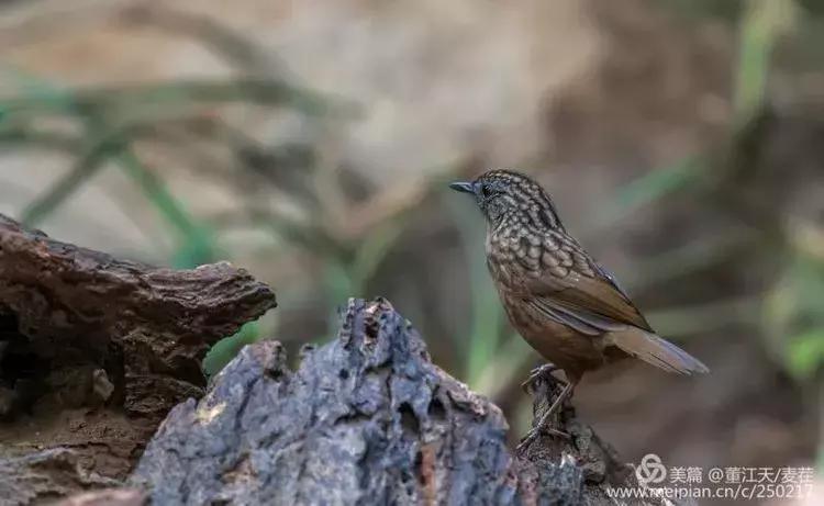 滇西拍鸟攻略,滇西观鸟的图片