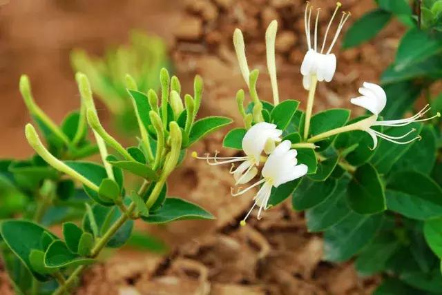 沐浴露艾叶,艾叶奢养沐浴露