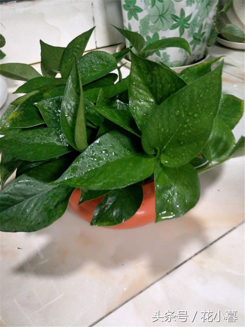 绿萝怎么养才能更旺盛不黄叶,绿油油绿萝冬天黄叶