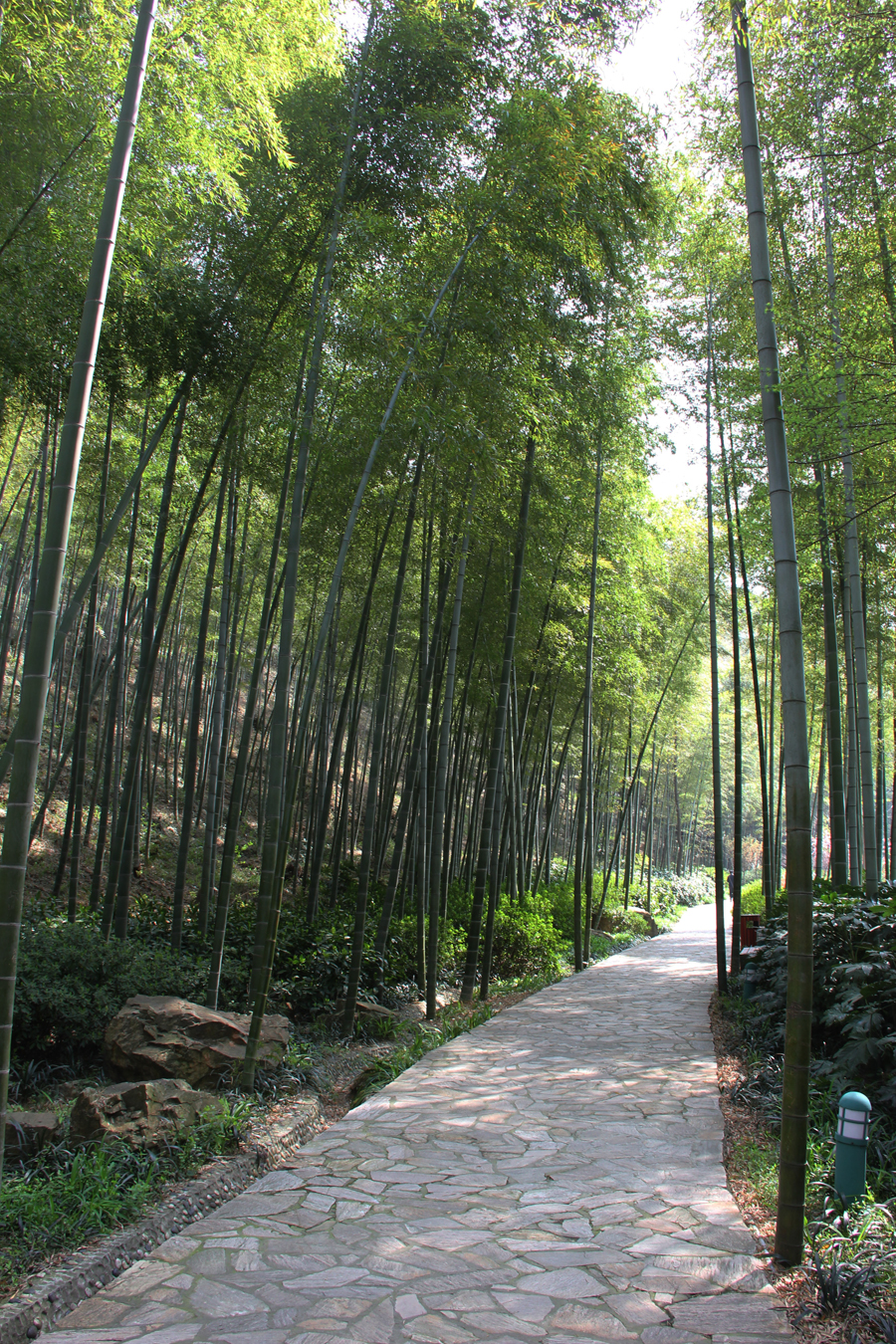 宜兴竹海和南山竹海哪个值得一去,宜兴竹海寻一方仙境嗅自然之香