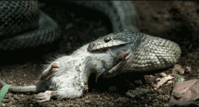 杀婴、弃母、恋兽,如此“道德败坏”,竟成影史经典