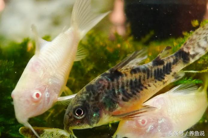 什么斗鱼和孔雀鱼可以一起养,孔雀鱼和斗鱼可以混养嘛