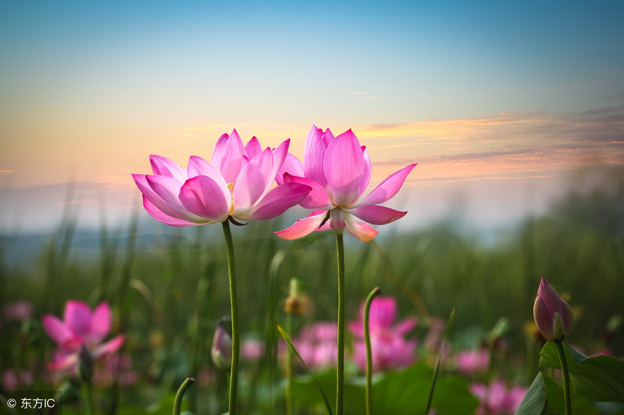 99个珍贵秘方,99种养生秘诀