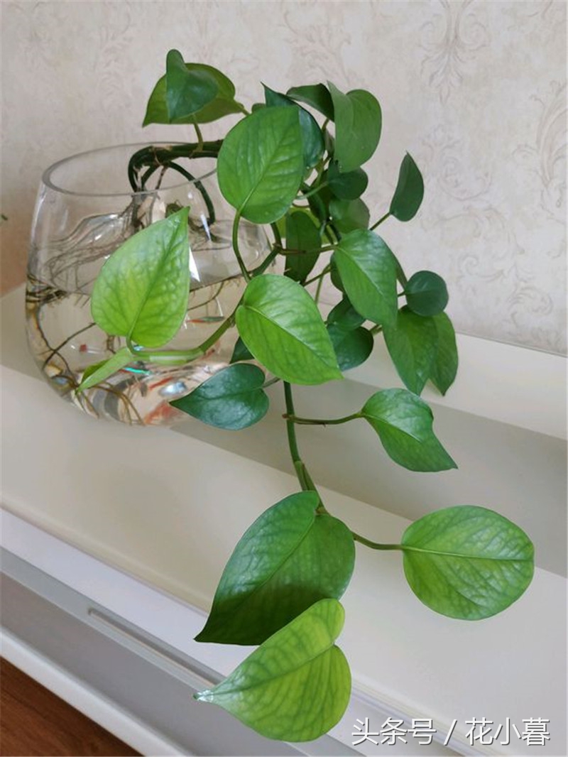 水培绿萝怎么养才能长得茂盛,水培绿萝怎样养才能长得茂盛