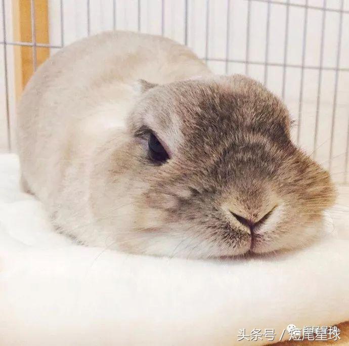 兔子中暑吃什么药效果最快,兔子在高温下会不会中暑