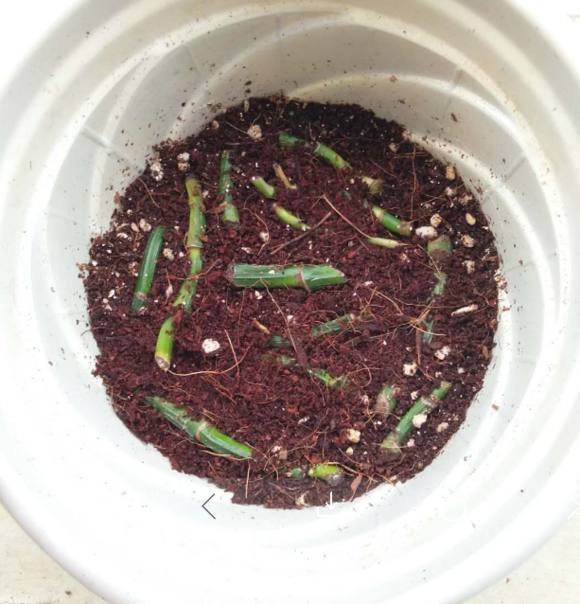 种花怎样才能让它快速生根,养花小妙招让它快速生根