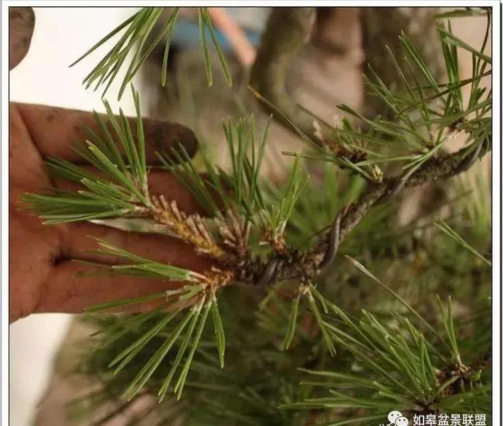 黑松短针怎么盘,黑松短针缩枝法