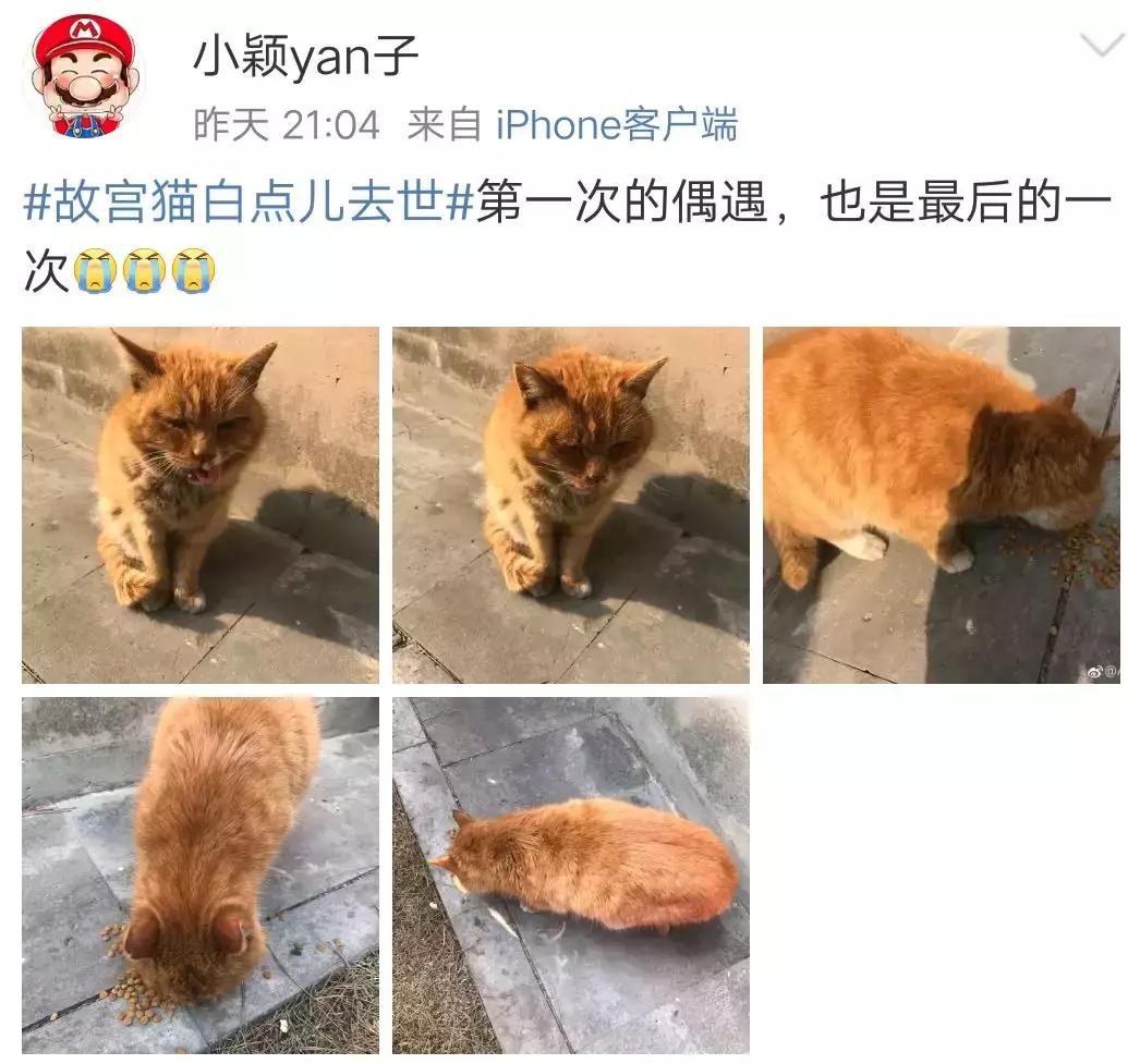 故宫的猫去世了吗,故宫的猫怎么去世的