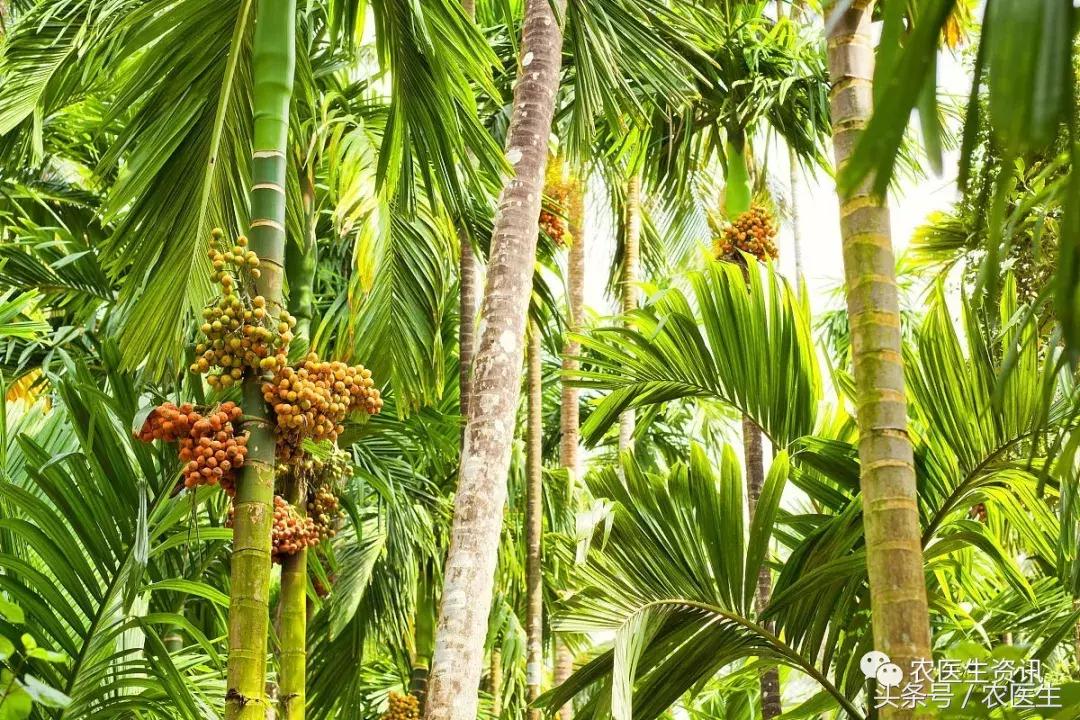 2018海南槟榔种植 (海南槟榔苗哪里的品种最好)