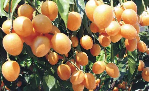 防中暑的水果,防中暑的水果有哪些