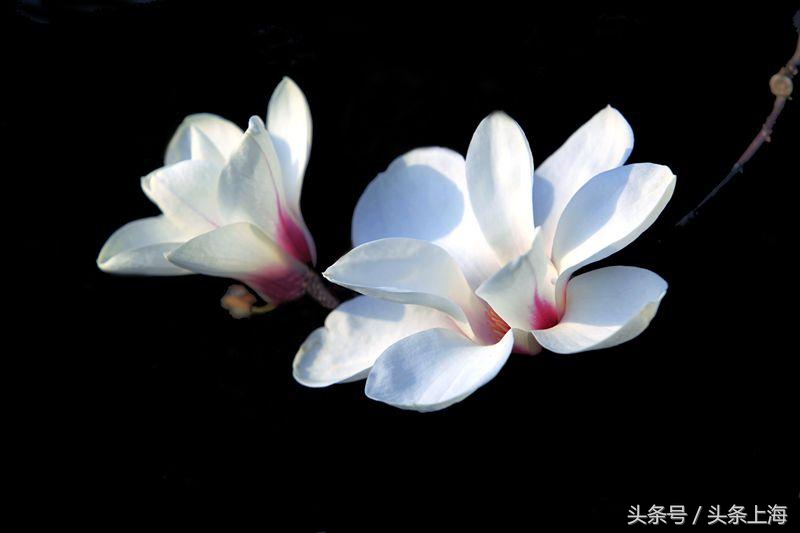 上海市的花是什么,上海市花的由来