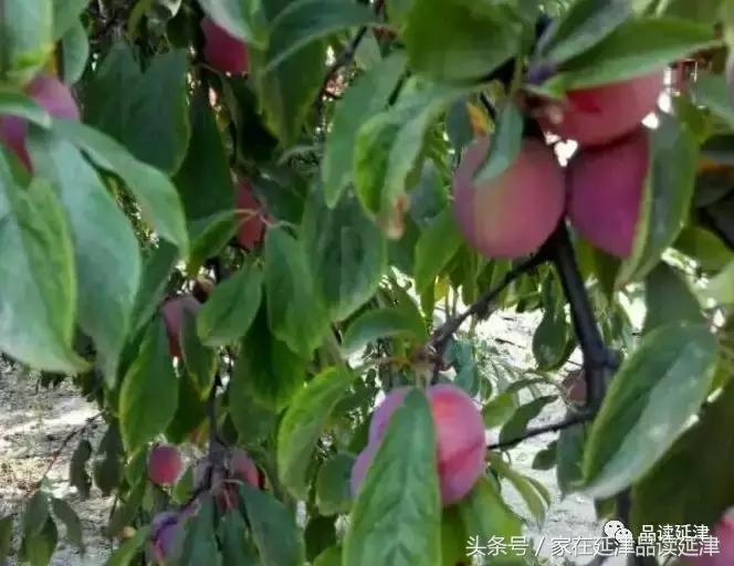 一位好儿媳对故去公公的深情怀念