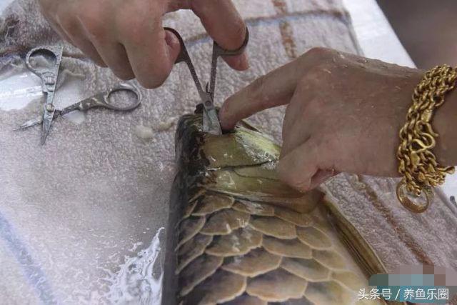 龙鱼轻微掉眼能自己恢复吗,爱龙白点净注意事项