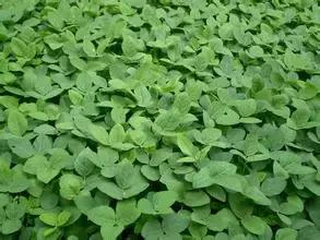 种土地吉祥话顺口溜教程,想要种好地种地口诀要记牢