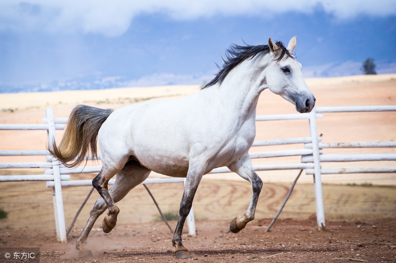生肖马农历7月22日出生的人运势,属马2022农历七月运势如何看吉凶