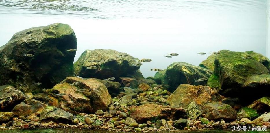 孔雀鱼缸有荷花吗,孔雀鱼缸能长绿藻吗