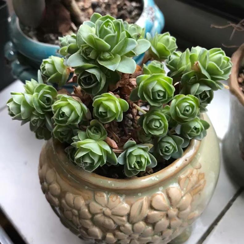 多肉植物吃水吗,多肉植物喜欢酸性土还是碱性土