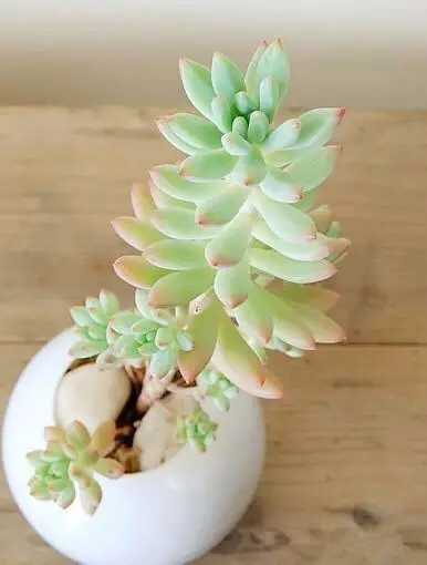 八卦掌多肉怎么浇水,八卦掌内功养生法