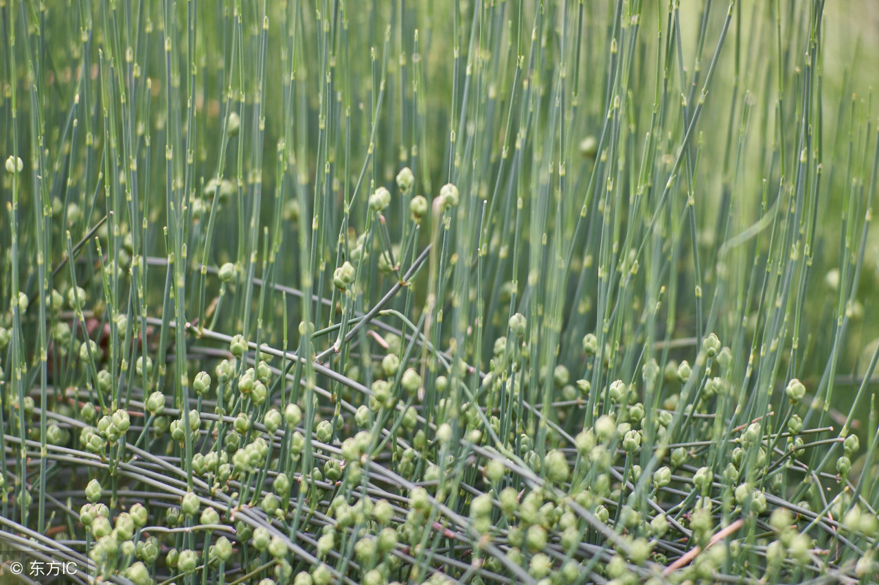 农村这种野草，是孩子们的玩具，却被列为有毒植物！注意了！