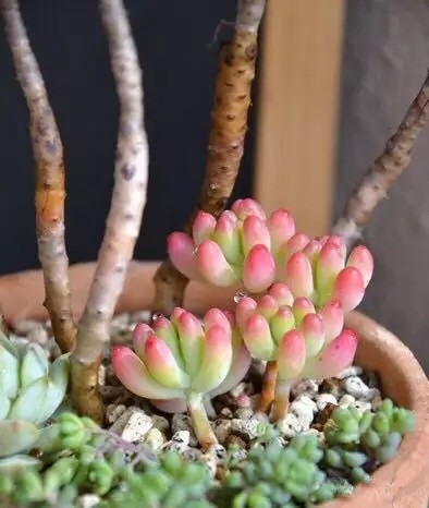 夏日多肉养花技巧图解,十二种招财多肉怎么浇水