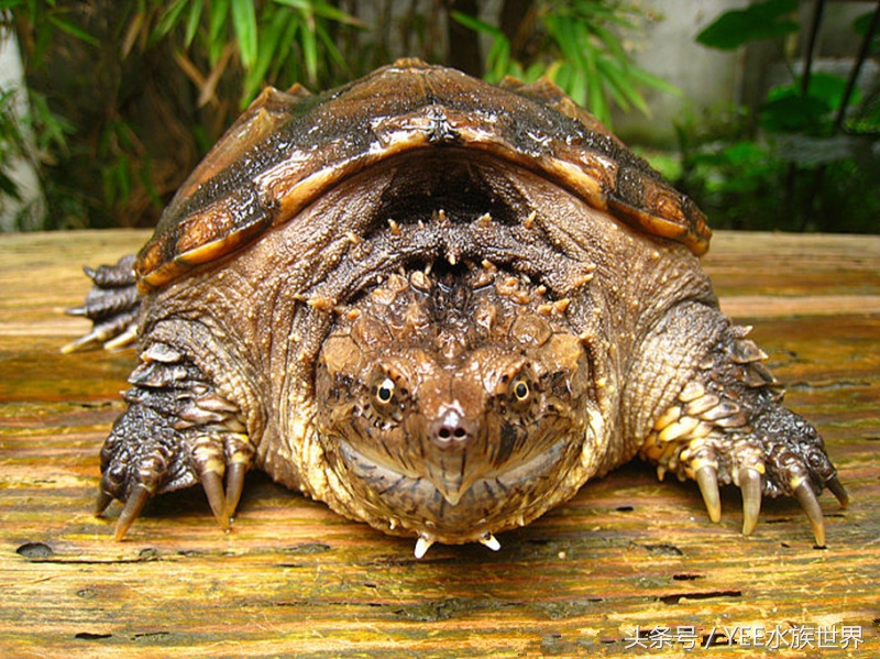 不要随意放生,不要随便放生以免破坏生态平衡