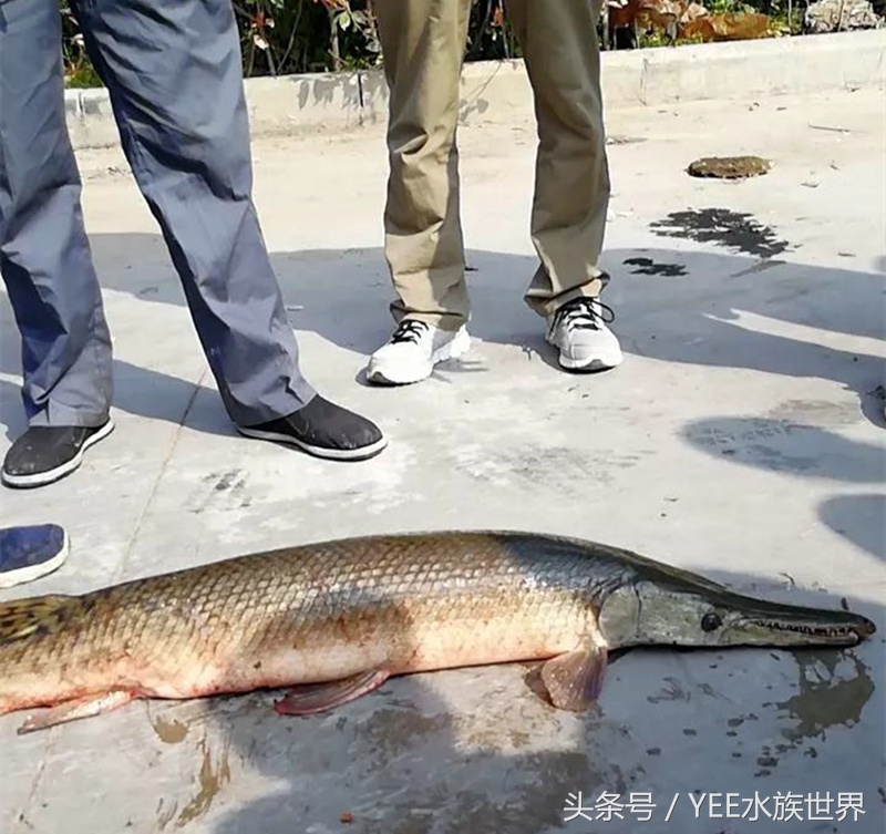 不要随意放生,不要随便放生以免破坏生态平衡