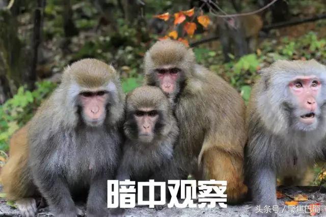 从成都出发最近的草原,成都出发4小时雪山花海