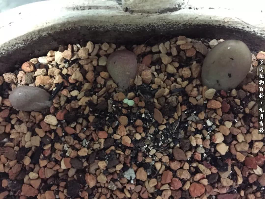 新手入坑必养多肉,刚入坑的多肉怎么养