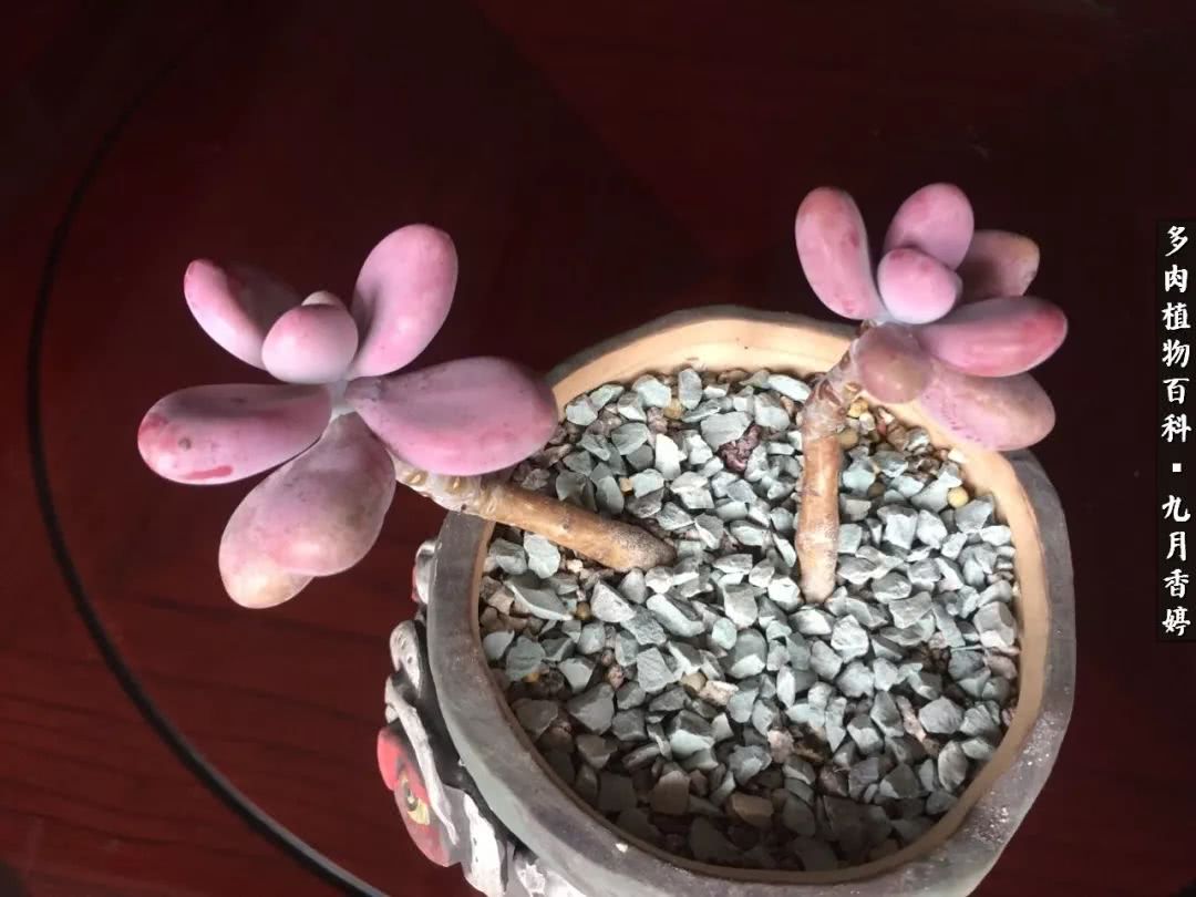 新手入坑必养多肉,刚入坑的多肉怎么养