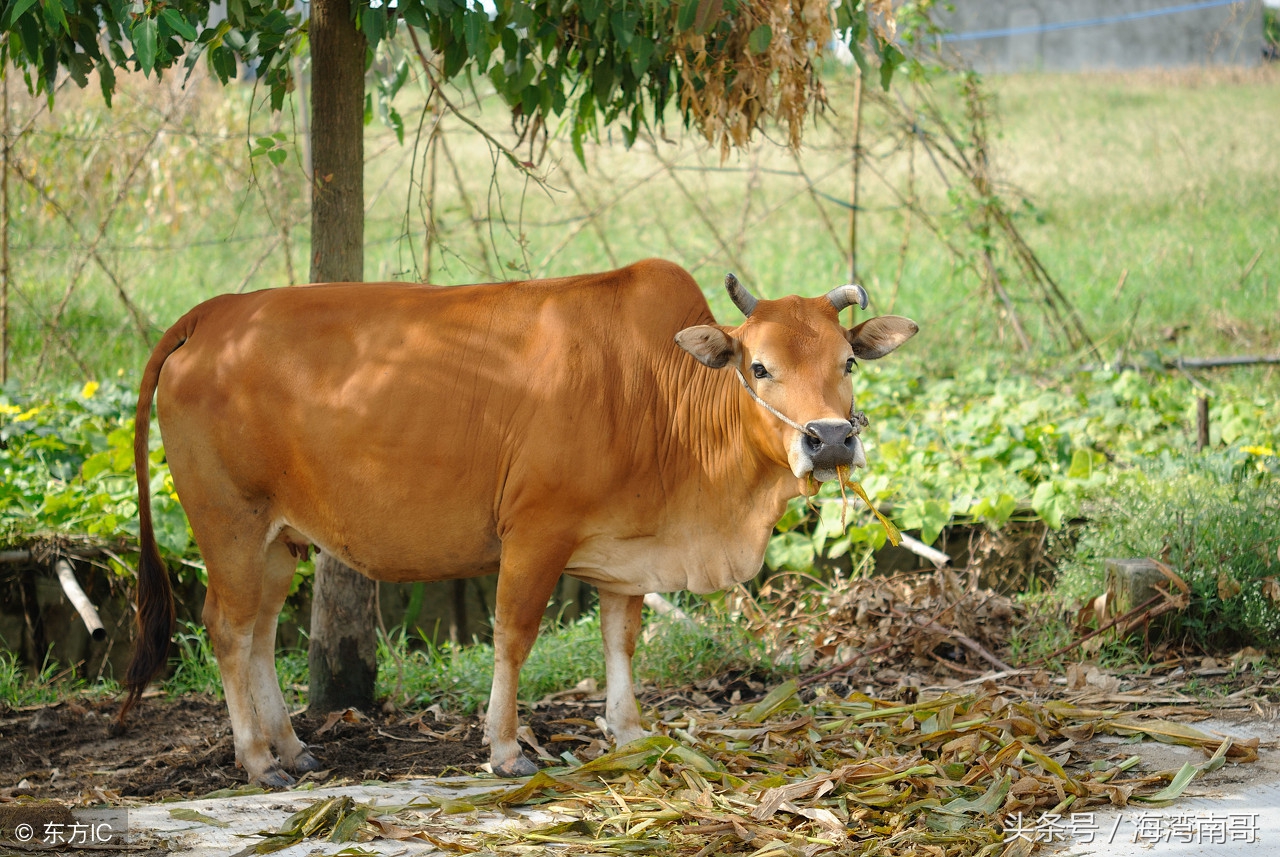 牛被蜱虫咬后怎么治疗,很小的牛蜱虫咬人拔了之后怎么办