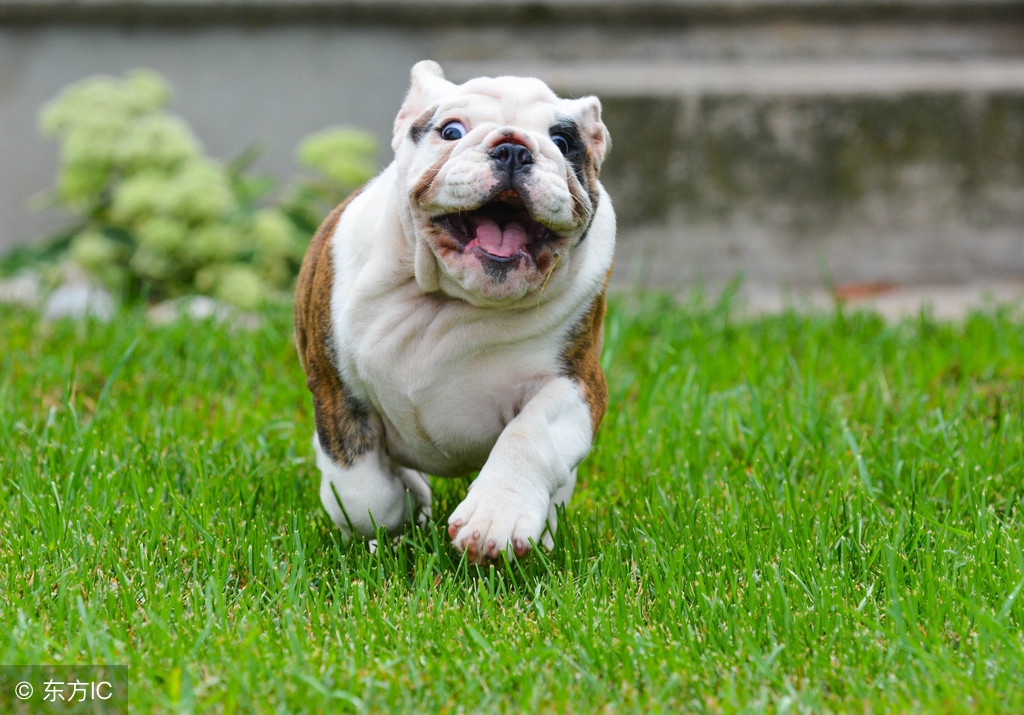 狗养殖场怎样预防疾病,狗常吃点啥药可以预防疾病发生