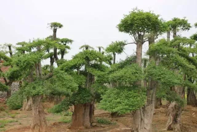 农村常见树上的黑黄虫子大全,树上常见的大虫子