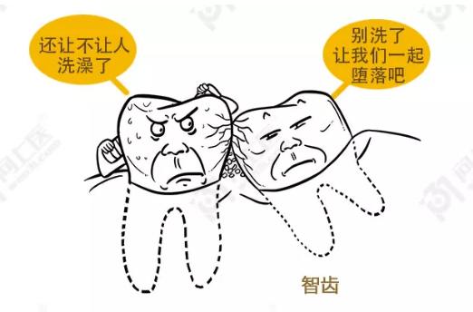 智齿为啥叫恒牙,智齿为什么叫阻生