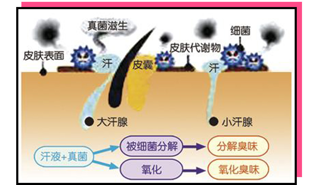 被体味毁掉的中国姑娘！
