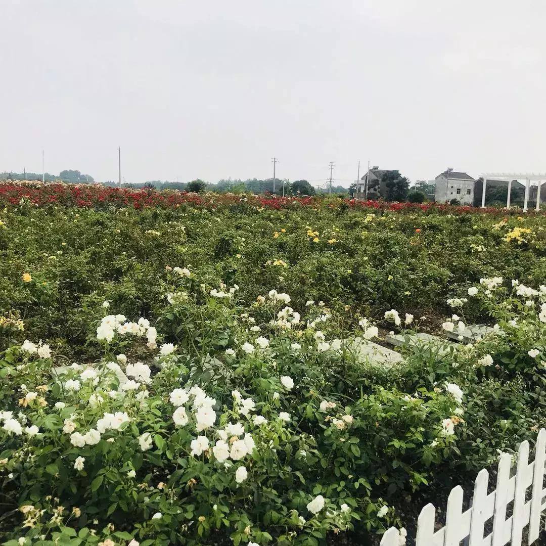 蔬果草莓采摘园,常州采摘适合夏天玩的地方