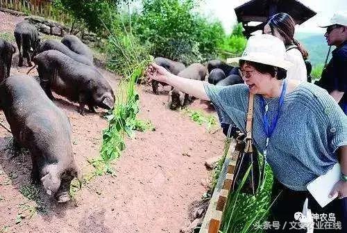 农产品网络营销的机遇和挑战,农产品网络营销的运营模式