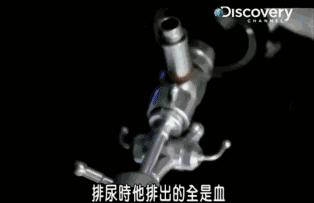 小到钻丁丁，大到吞活人，这片贝爷看了都瑟瑟发抖！