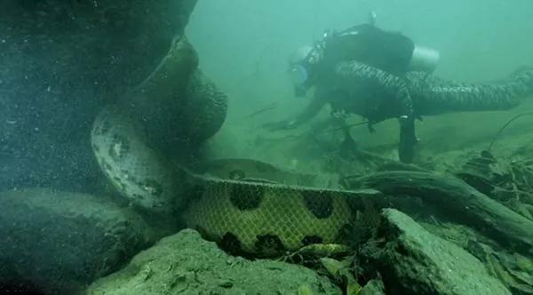 小到钻丁丁，大到吞活人，这片贝爷看了都瑟瑟发抖！