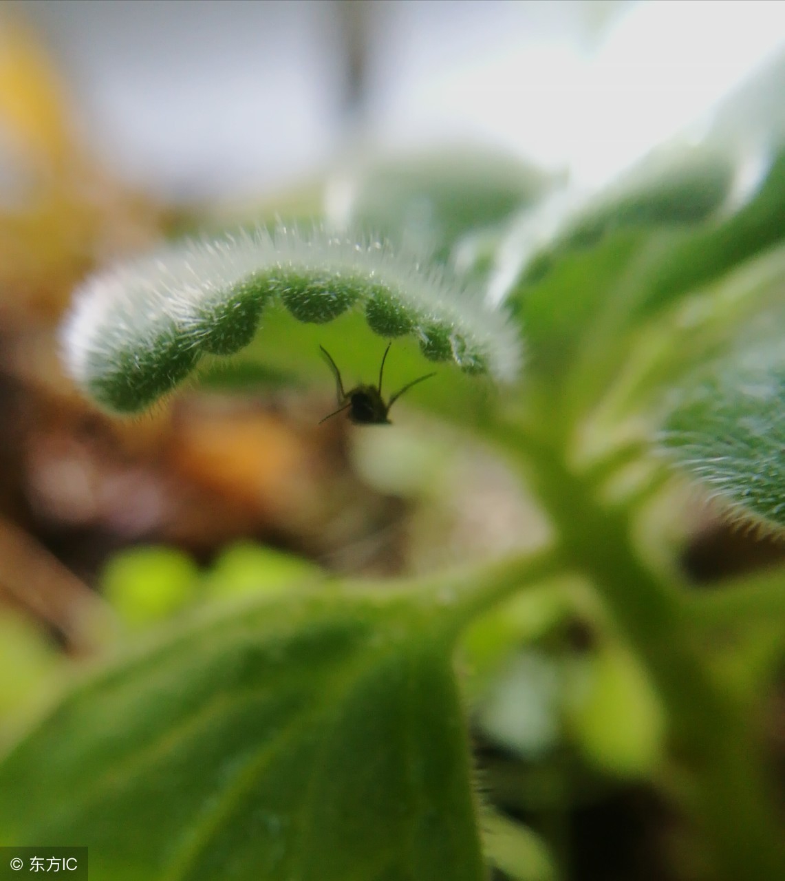 有没有特别神奇的驱蚊植物,既能驱蚊又能吃果子的植物