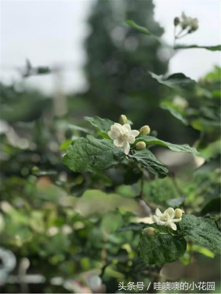 茉莉叶片发蔫卷曲怎么回事,茉莉新长的叶片卷边怎么办