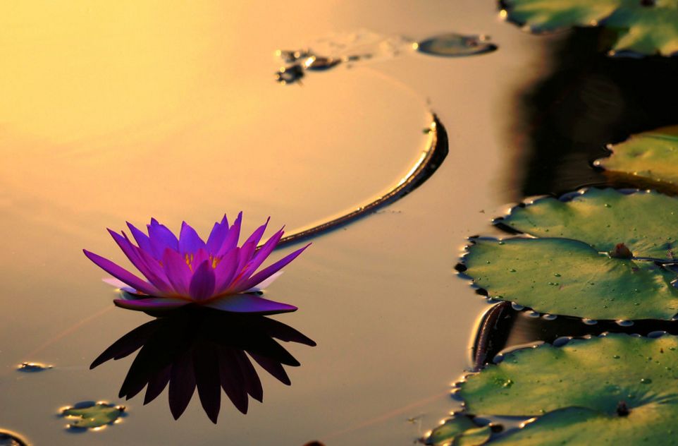 「诗词原创」褚乃艳｜莫道君心无所住红尘洗却看沉浮