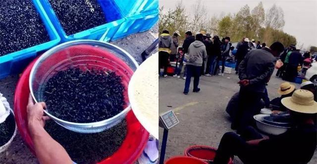 花青素之王黑枸杞青藏高原,花青素之王黑枸杞功效