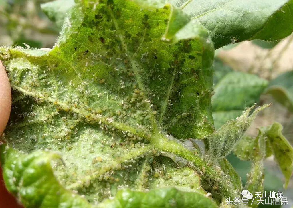 130团7月上中旬虫情动态及植保工作建议