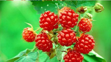 农村这几种野生美味越来越少,这些农村野菜你吃过哪几种