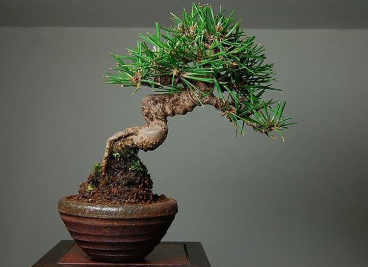 黑松丛林多杆盆景造型,肖建伟黑松盆景制作造型