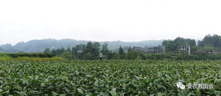 生态茶园的规划,生态茶园建设的好处