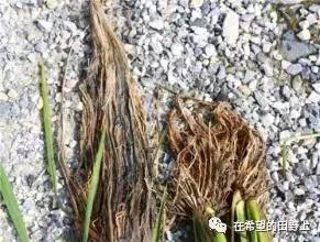 水稻出现黑根的主要原因,水稻黑根的治疗方法