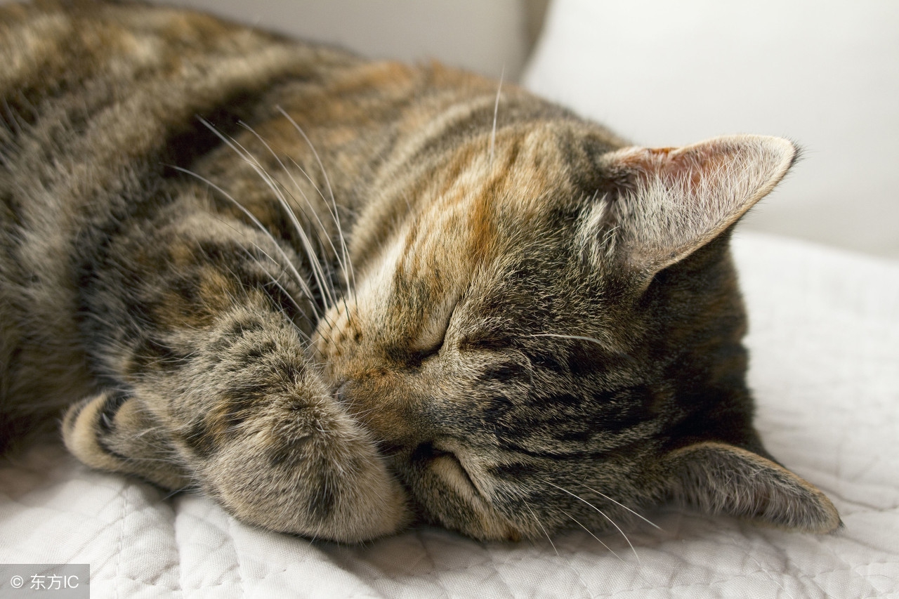 家里猫咪身上都是癣怎么办,家里猫咪得猫癣怎么消毒