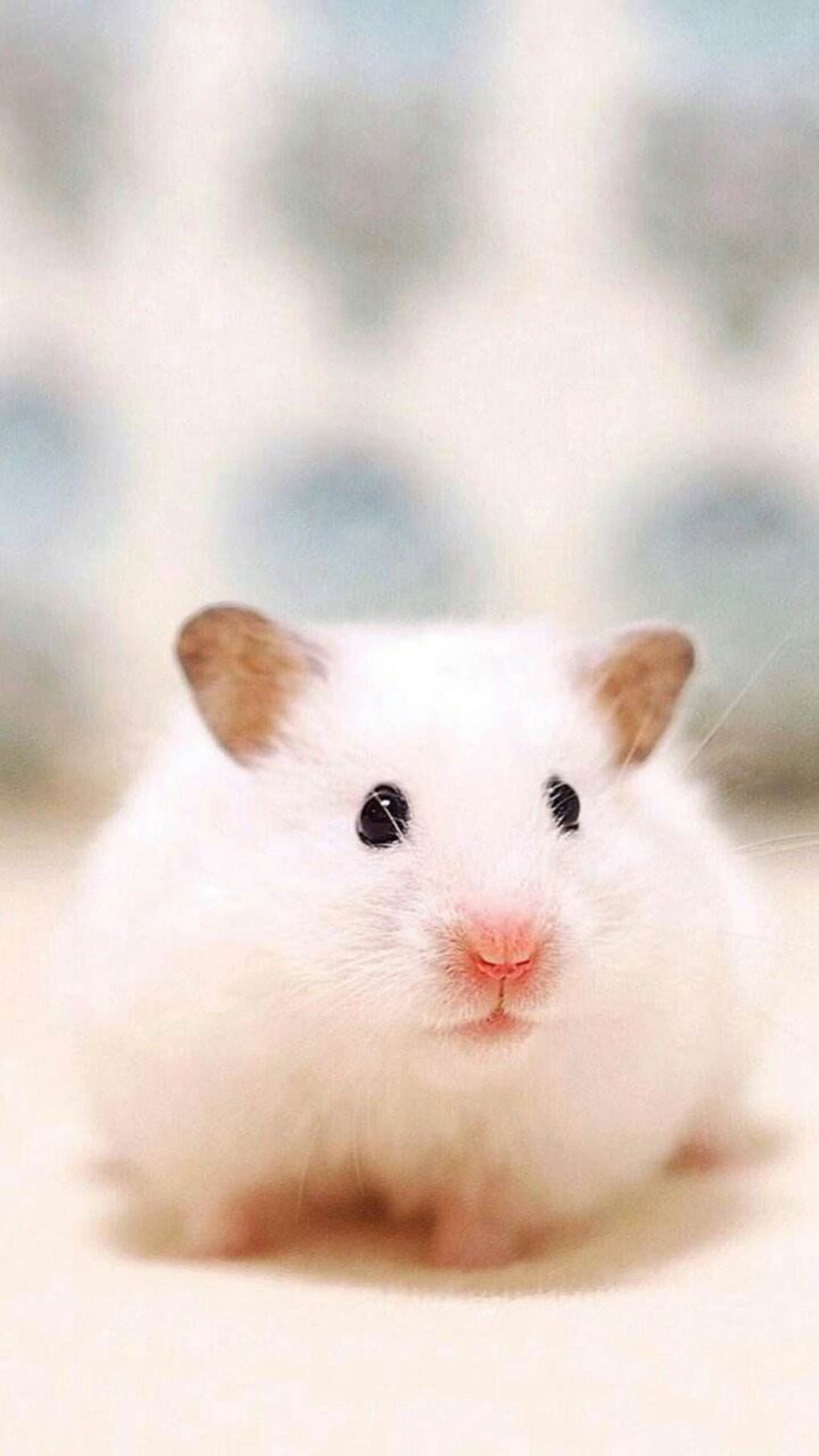 仓鼠真的有致命病毒吗,仓鼠最喜欢吃的食物排行榜